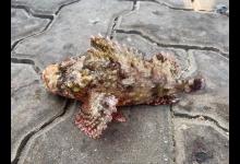 什么是石头鱼，它命运如何？如何垂钓石头鱼