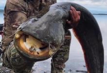 黑龙江凶猛的大型肉食鱼怀头鲶，用路亚钓法擒上岸