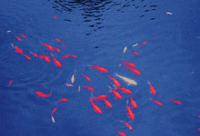 鱼类的残暴程度有多大？随意捕杀同类，六亲不认