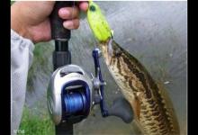 路亚黑鱼经验分享，你可能正在经历的误区