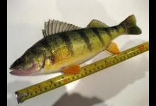 此鱼吃食凶猛，适合冰钓，成鱼最大才2斤，路亚鲈鱼