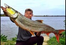 如何垂钓鱤鱼，此鱼的力气比牛大的水中的鱼霸