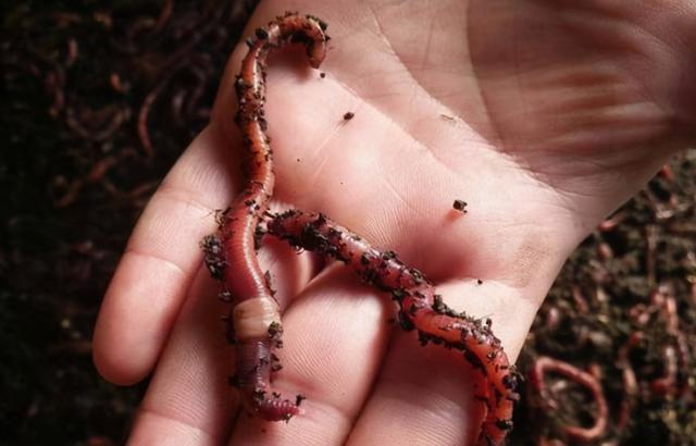 我是如何用蚯蚓钓鱼的