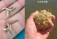 被钓鱼人忽视的绿色钓饵谷芽，制作过程及使用方法