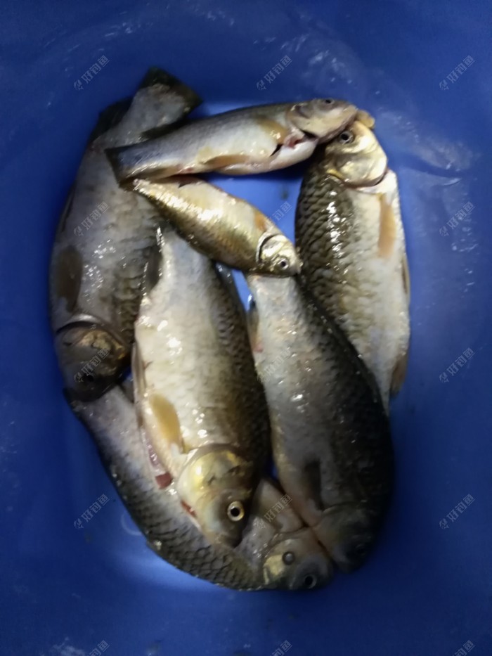 七条鱼欢迎平台各位大师提出宝贵意见,最后祝大家大鲫大鲤,天天爆护