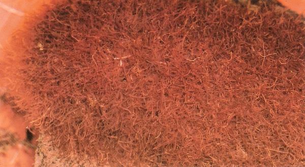 很多537钓鱼网觉得买来的红虫质量不怎么好,于是有些有想法的537钓鱼