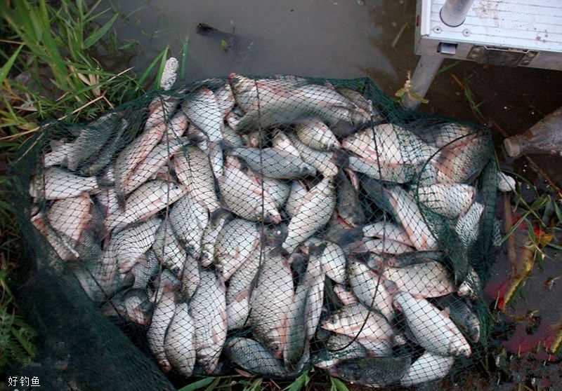 黑坑钓鱼想要爆护,散炮饵的运用是关键