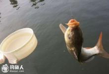 黑坑春钓鲤鱼的饵料搭配，5款