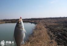 浅谈野钓不同水域的红虫饵用法