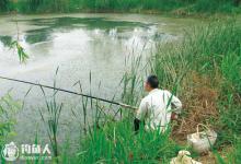 野塘钓鲫鱼巧用淤泥制饵效果好