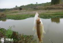 浅谈鱼儿的吃饵习性和用饵技巧