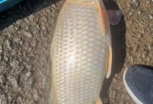 野钓大鲤鱼只要做好这几点，就会有惊喜