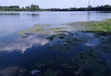 大师分享鲢鳙垂钓技巧，新手请查收！