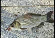 冬季野钓鲫鱼，浮漂的选择与调钓。