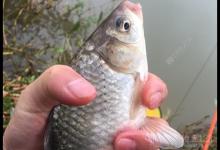 教你怎么板鲫爆连