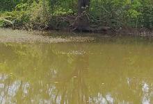 初夏钓草鱼的个人体验分享