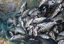 黑坑放鱼应该怎么钓？要从扎蛤蟆钓法作为开始