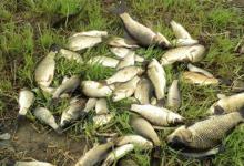 窝点鱼星泛滥，就是不咬钩，是什么原因