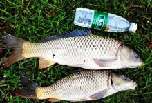 白露之后，野钓大鲤鱼，首选这些地形做钓位