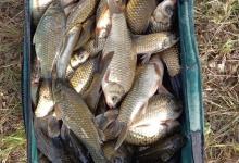 闲聊近几年的钓鱼经验