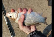 垂钓中无漂相提竿也中鱼，原因在都在这里