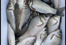 盘点大鱼进窝的五种情况，你同意吗？