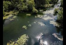 欧鲤钓★春季大鲤鱼的天然饵料