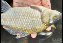 深秋至初冬钓鲫鱼技巧分享！