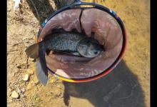 夏季如何钓鲢鳙？满满的细节快来看