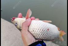 深水区这么钓，上鱼更多