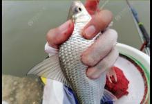 钓鱼时浮漂一上一下一提竿无鱼，问题出在这里