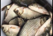 秋冬野钓鲫鱼小技巧