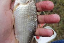 还在为红虫蚯蚓钓鱼不会调漂烦恼吗？试试这么调，鱼获满满的