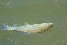 没选对目标鱼种才是夏季野钓空军真正原因