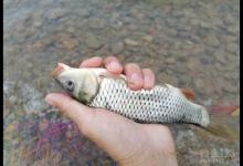 五步调漂方法分享