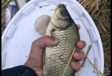 冬季钓鲫鱼的小技巧分享