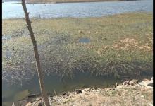 老钓友实战讲述春季钓草洞技巧