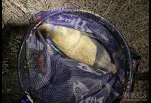 来来来，你要钓鲢鳙吗