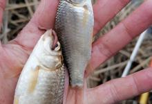 蚯蚓红虫钓鱼这么调漂，有口必中！