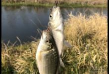 探讨冬钓板鲫，不要钓底的三种天气！