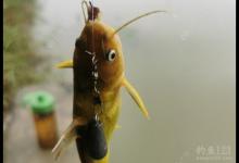 黄颡串钩之作钓技巧