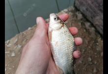 钓鱼不仅要学会调漂，更要知道如何运用