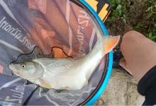 钓友变师傅，带你学会小技巧，红尾暴护不是梦。