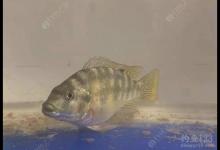 夏日“钓罗非”教程，助你成为“钓非高手”