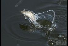 野钓漂相分析 把握提竿时机