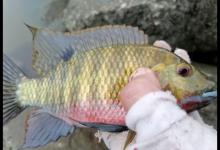 老钓友分享钓罗非的技巧