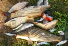 秋季钓鱼，选择钓位很简单