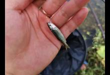 避开小鱼闹窝，到底用大钩还是小钩