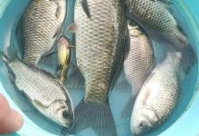 【618】当下季节野钓土鲫的技巧分享