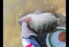 【518】轻松化解钓鱼空竿，再也不担心跑鱼了